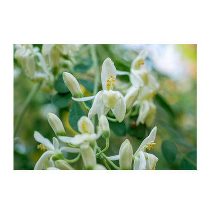 MORINGA OIL