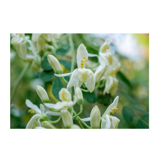 MORINGA OIL